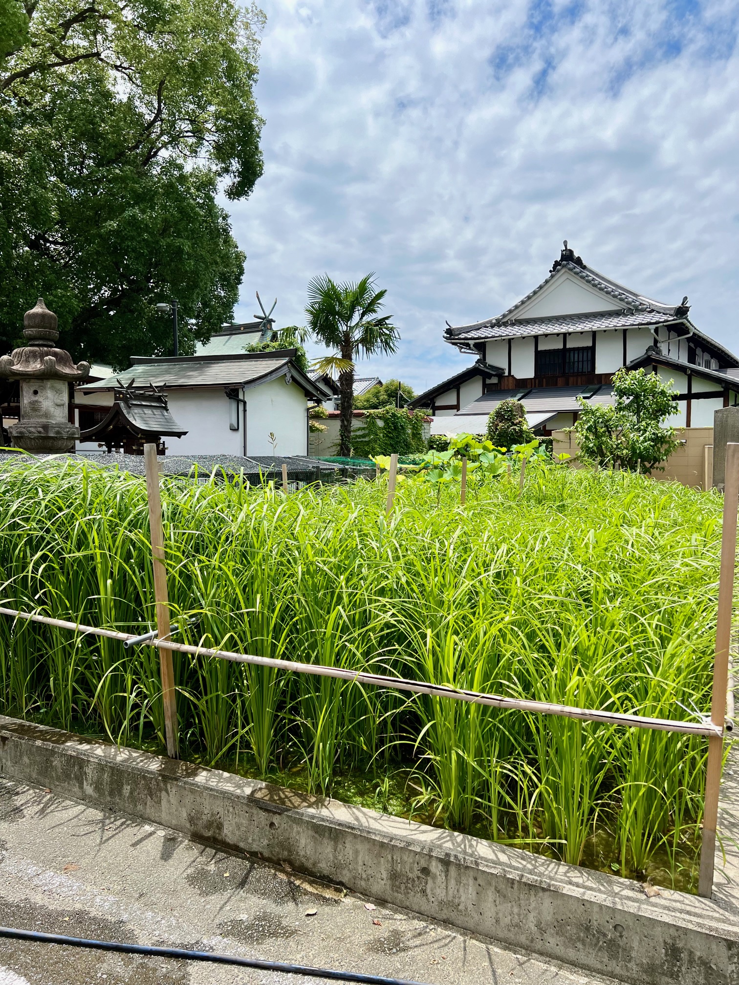 菅田がきれいです写真